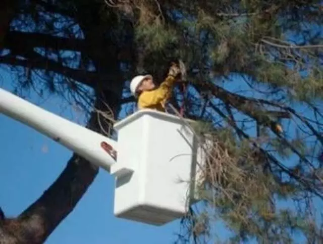 Advanced Tree