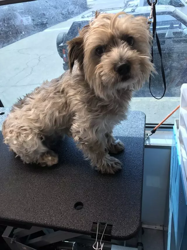 Aussie Pet Mobile Salt Lake