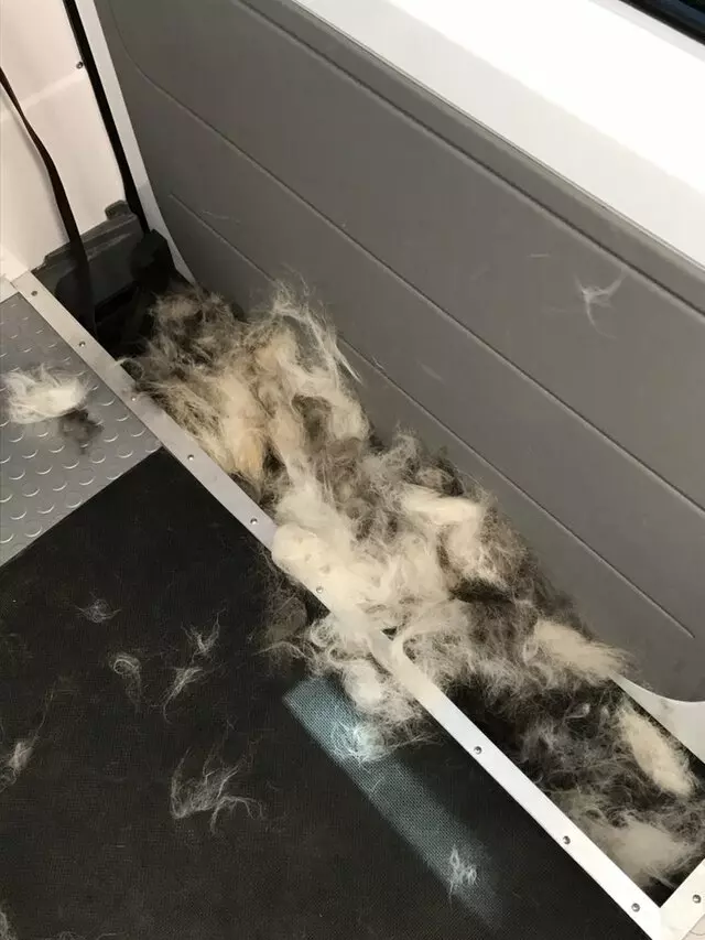 Aussie Pet Mobile Salt Lake