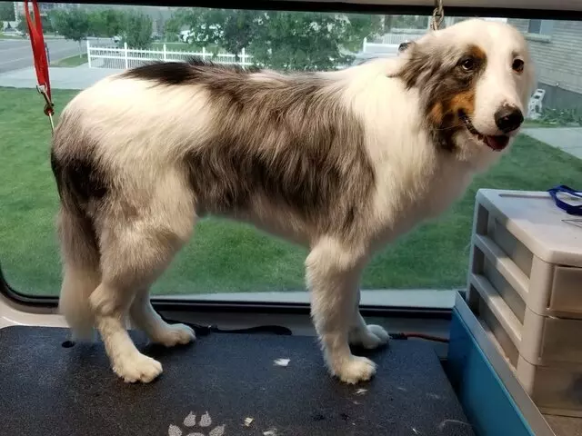 Aussie Pet Mobile Salt Lake