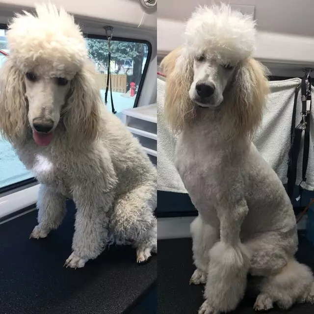 Aussie Pet Mobile Salt Lake