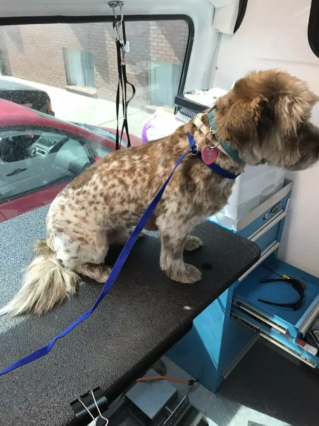 Aussie Pet Mobile Salt Lake