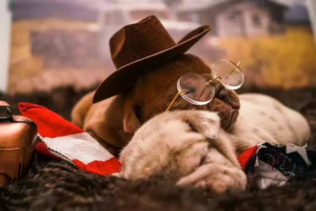 Klean English Bulldogs