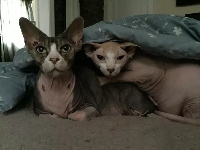 Amy, the Critter Sitter