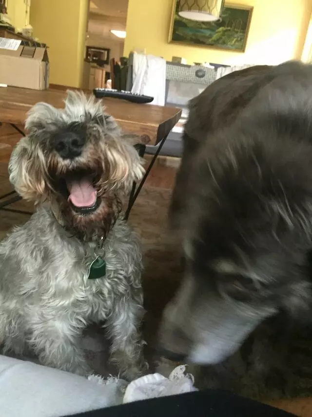 Amy, the Critter Sitter