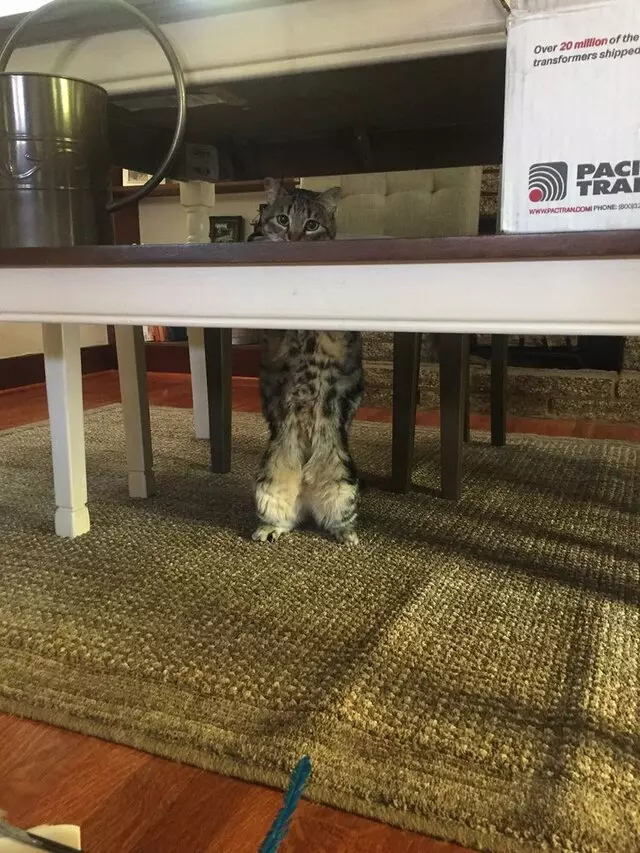 Amy, the Critter Sitter