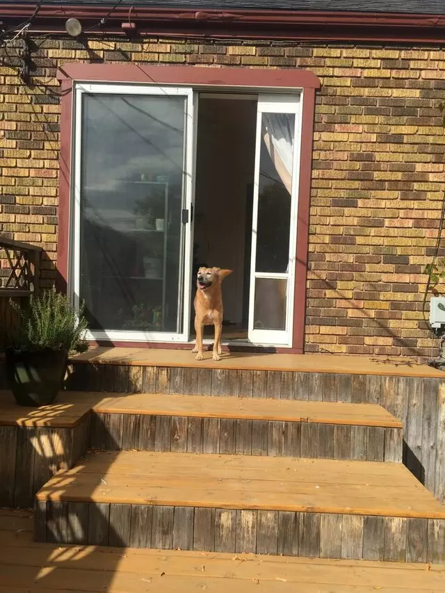 Amy, the Critter Sitter