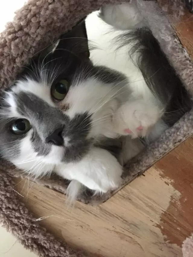 Amy, the Critter Sitter