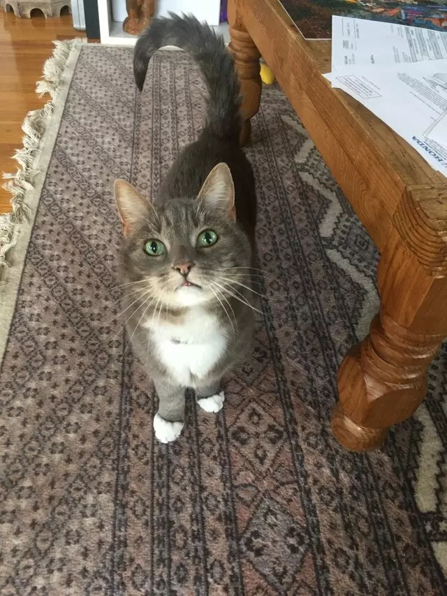 Amy, the Critter Sitter