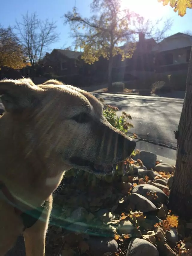 Amy, the Critter Sitter