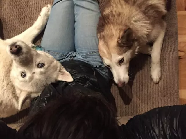 Amy, the Critter Sitter