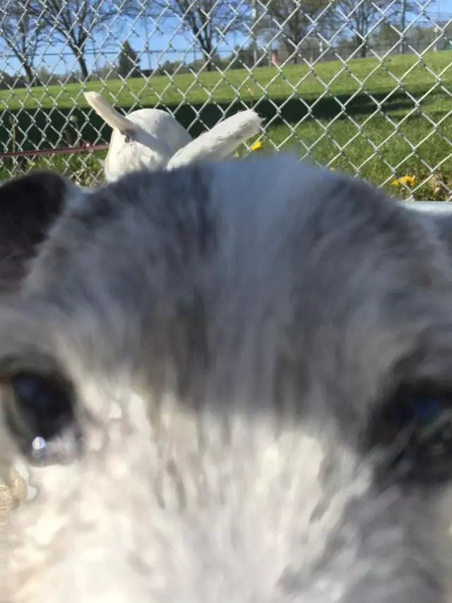 Amy, the Critter Sitter