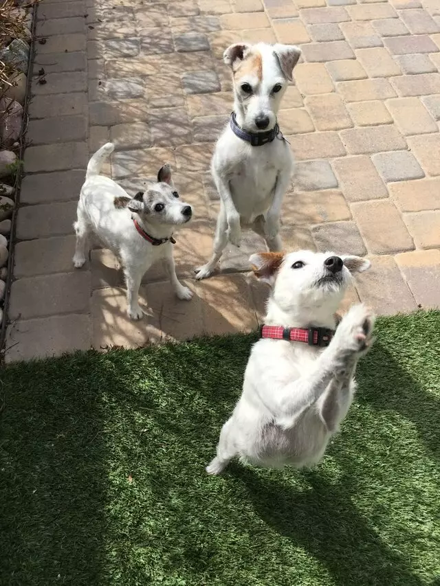Amy, the Critter Sitter