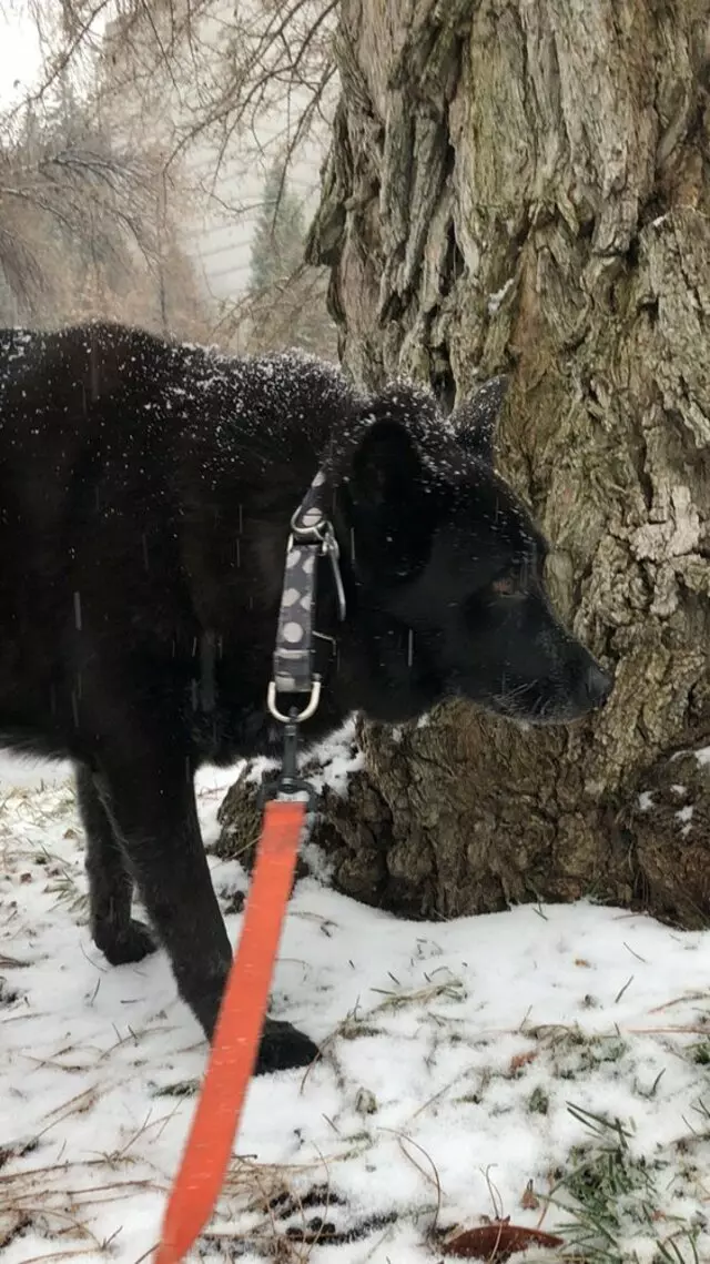 Amy, the Critter Sitter