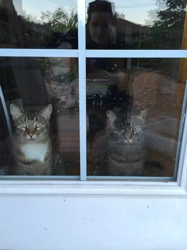 Amy, the Critter Sitter