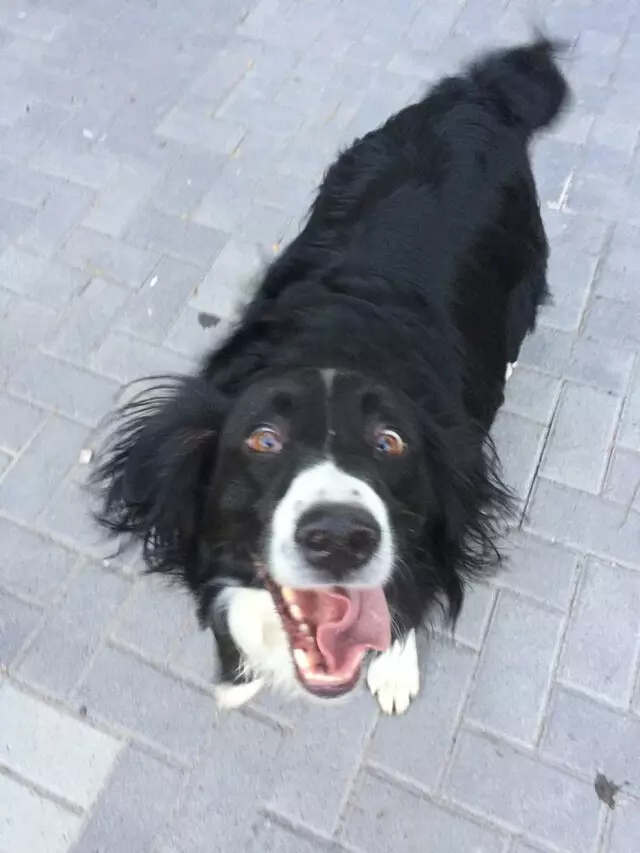 Amy, the Critter Sitter