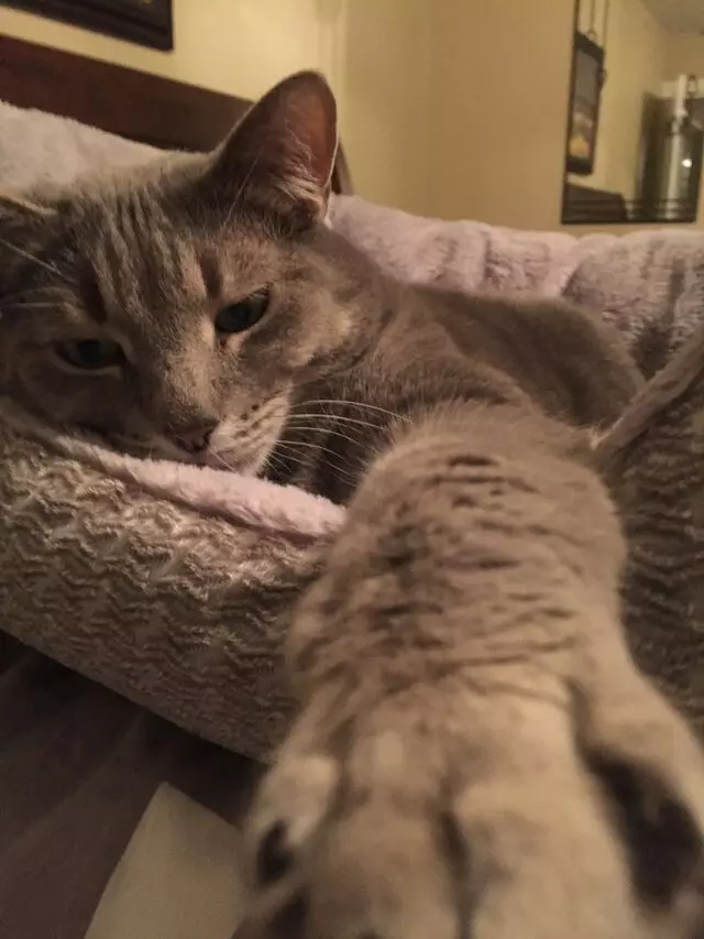 Amy, the Critter Sitter