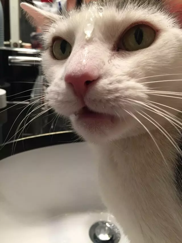 Amy, the Critter Sitter
