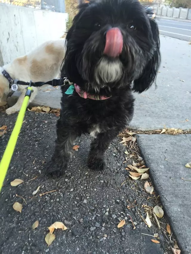 Amy, the Critter Sitter