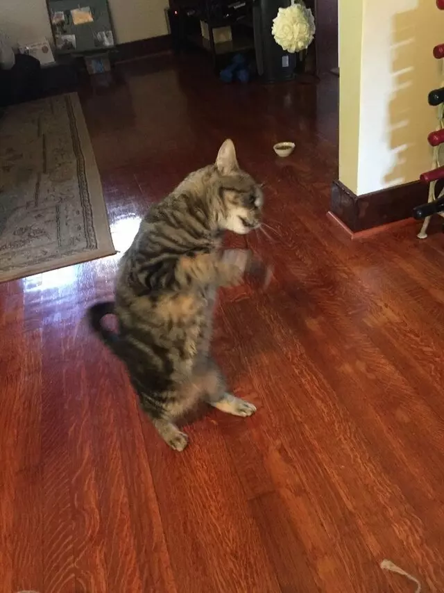 Amy, the Critter Sitter