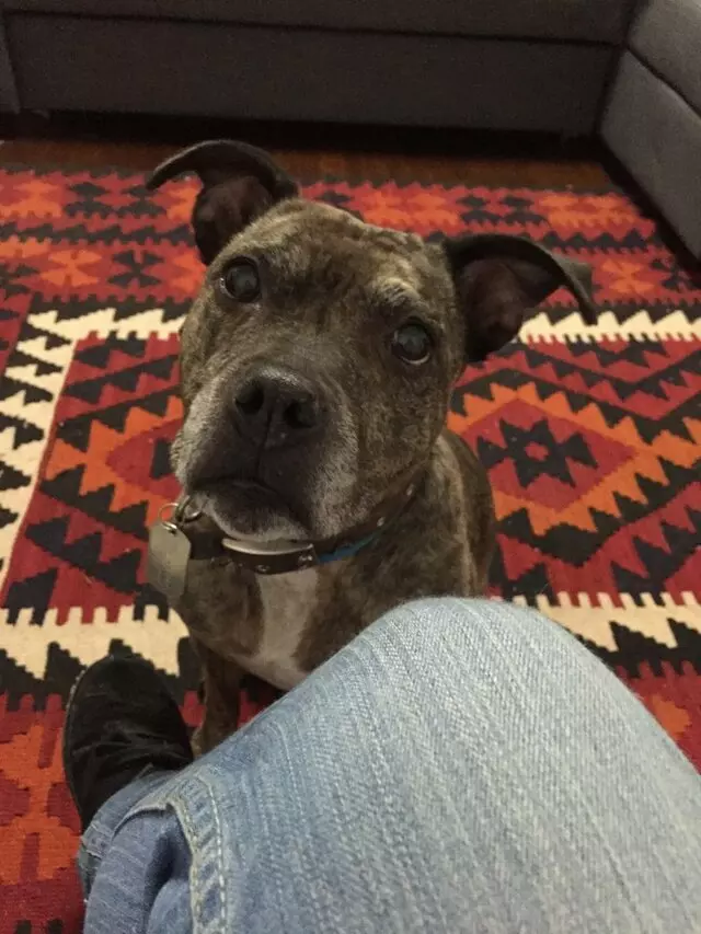 Amy, the Critter Sitter