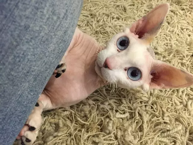 Amy, the Critter Sitter