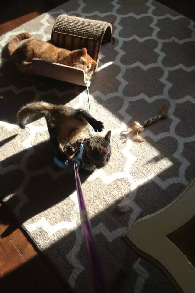 Amy, the Critter Sitter