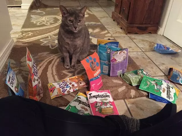 Amy, the Critter Sitter