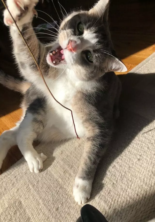 Amy, the Critter Sitter
