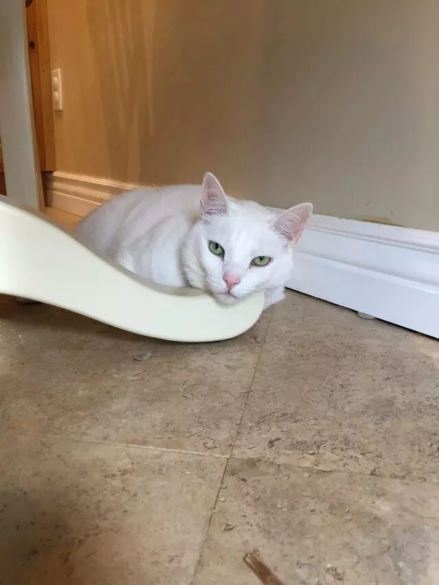 Amy, the Critter Sitter