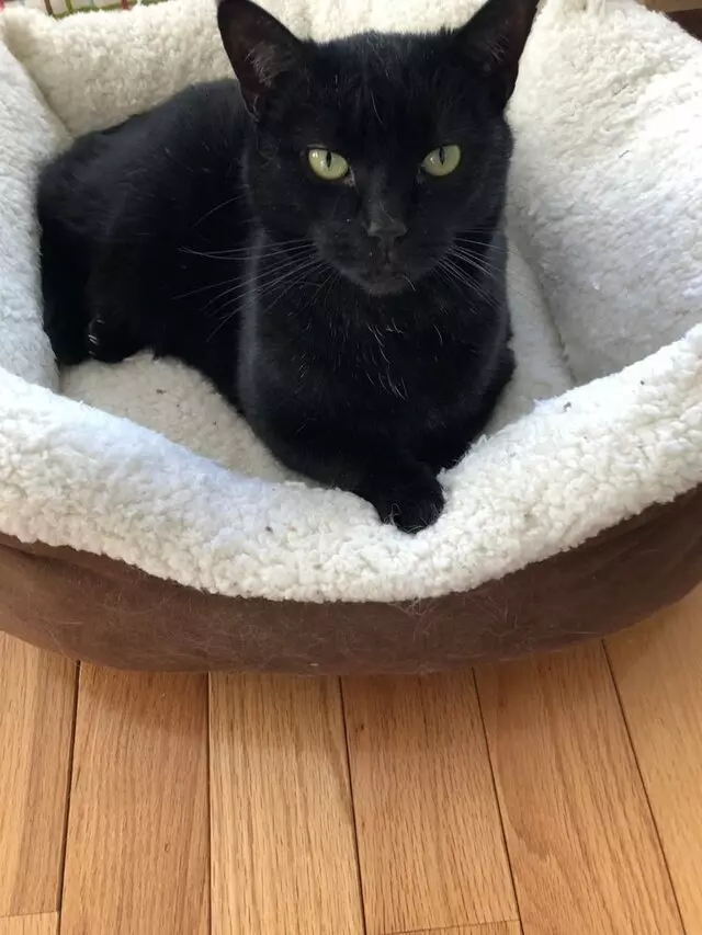 Amy, the Critter Sitter