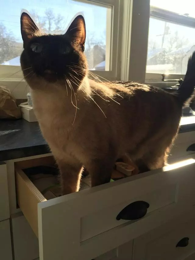 Amy, the Critter Sitter