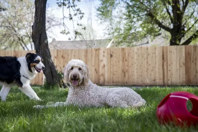 Aarf Pet Care