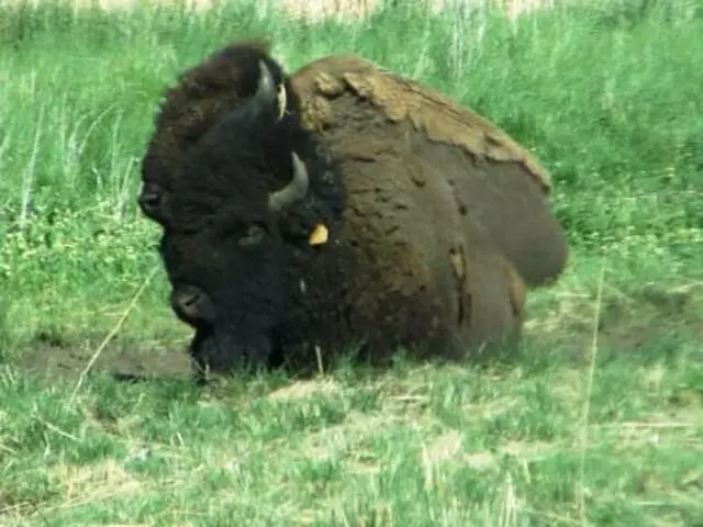 Antelope Island