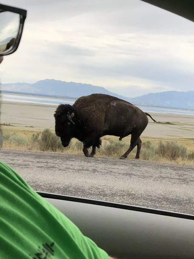 Antelope Island