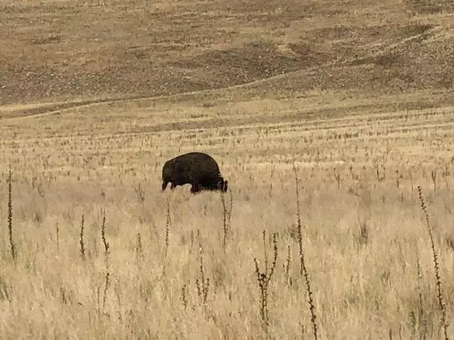 Antelope Island