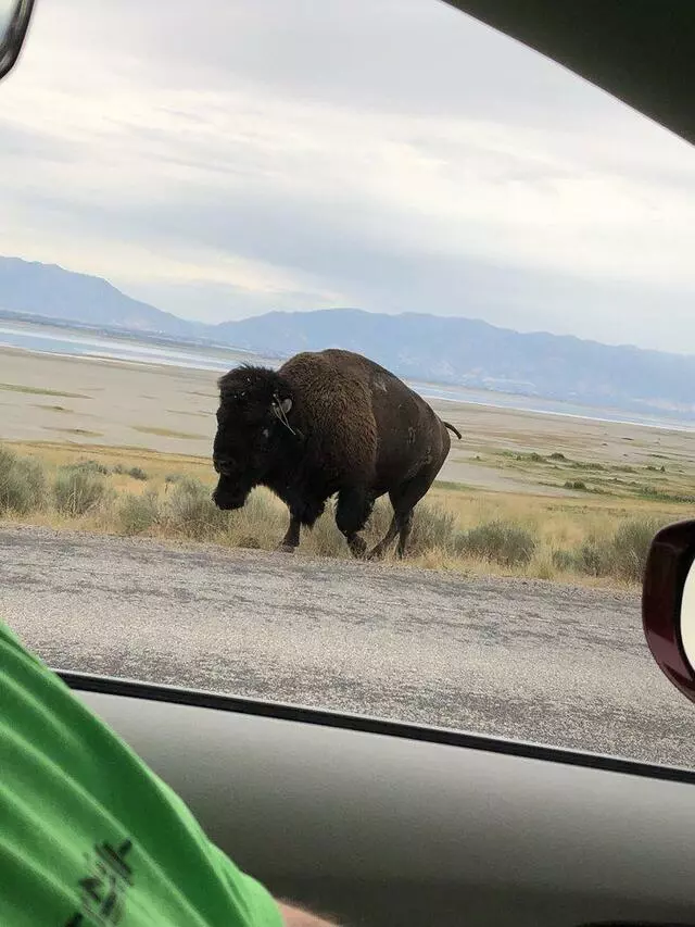Antelope Island