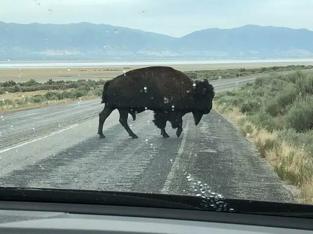 Antelope Island