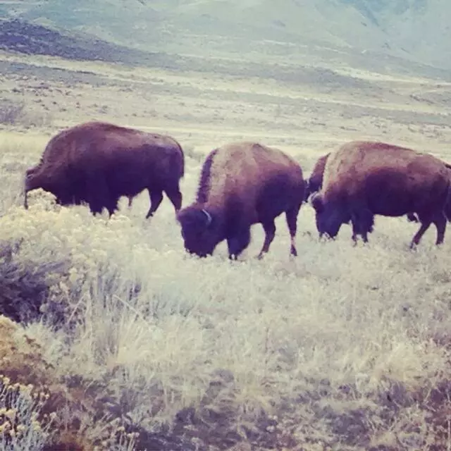 Antelope Island