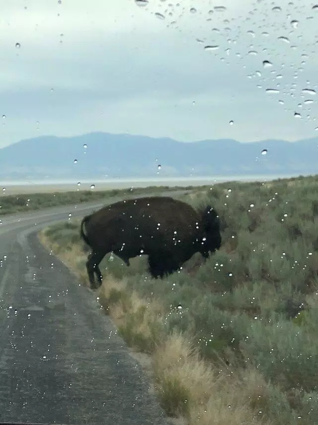 Antelope Island