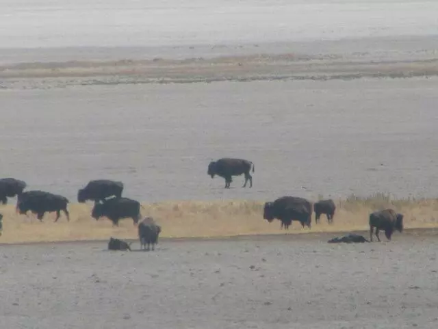 Antelope Island