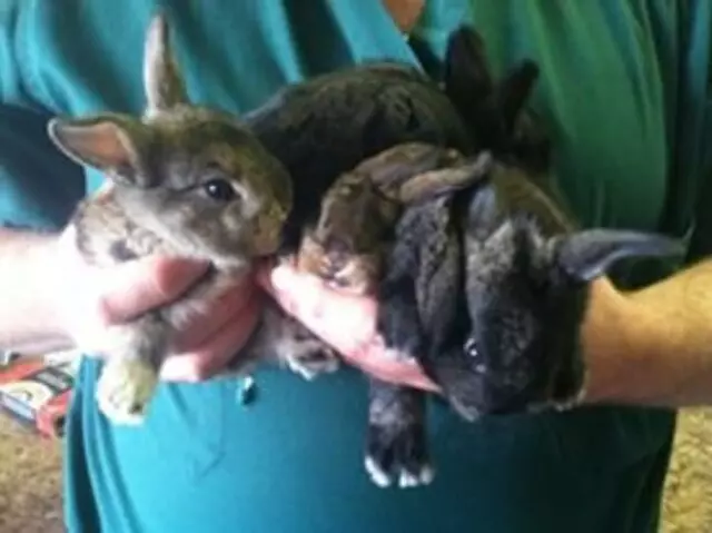 At Home Veterinary Care of Utah