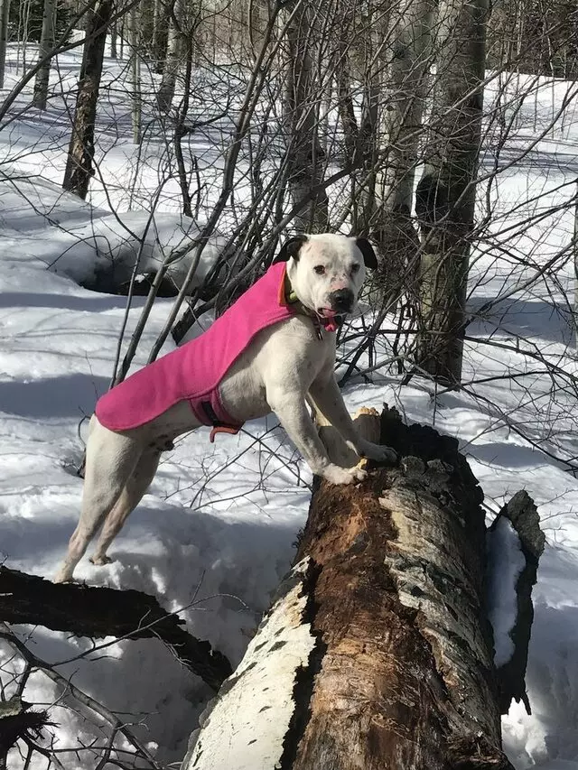 Superhero Dog Academy