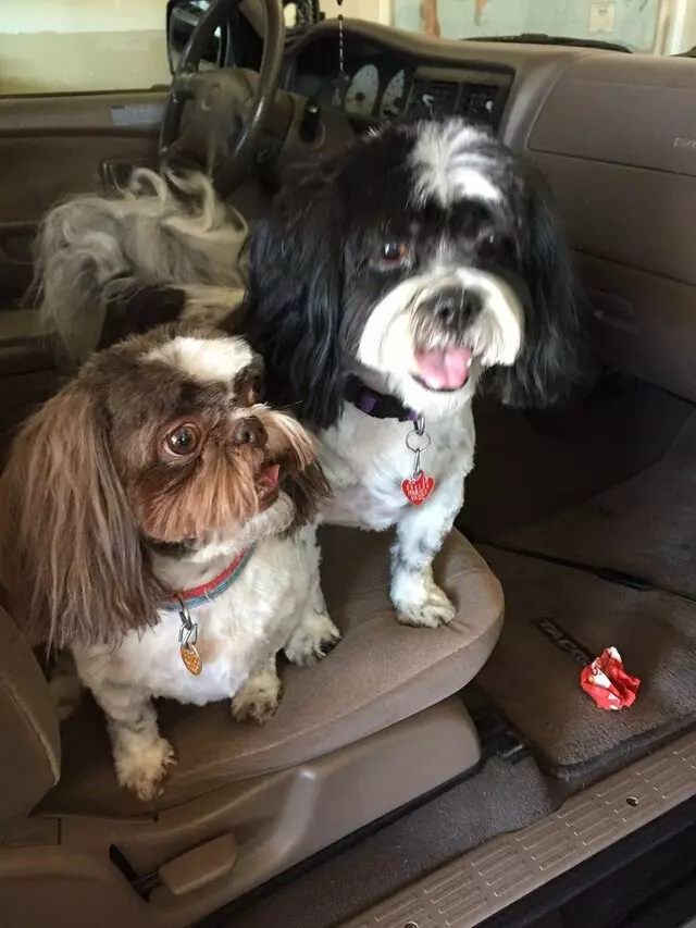 Salt Lake Veterinary Services