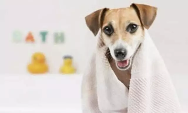 Avenues Dog Grooming