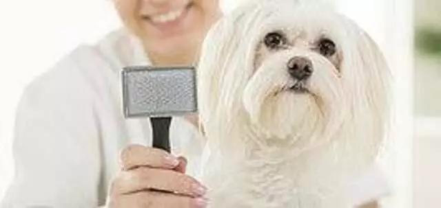 Avenues Dog Grooming