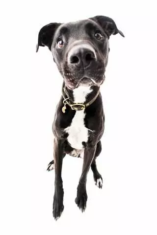 Avenues Dog Grooming