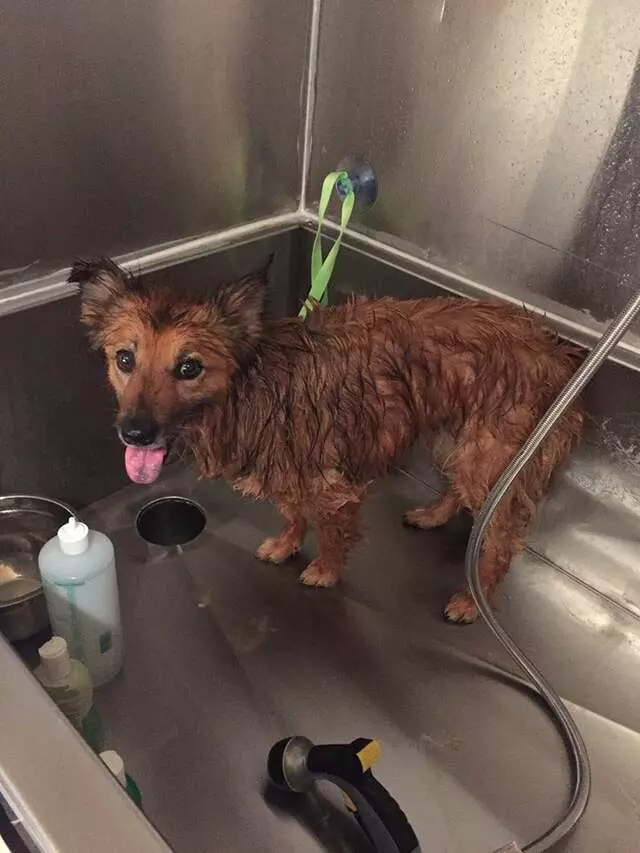 Avenues Dog Grooming