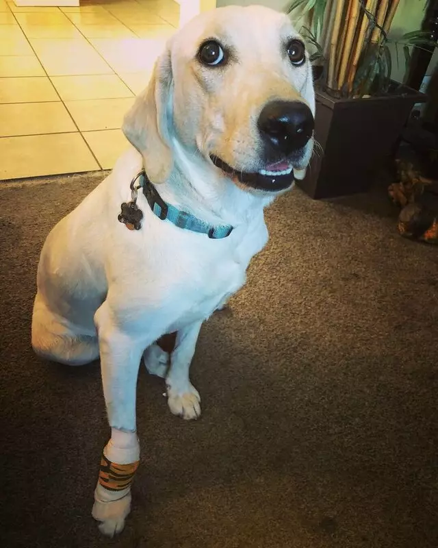 Brickyard Animal Hospital