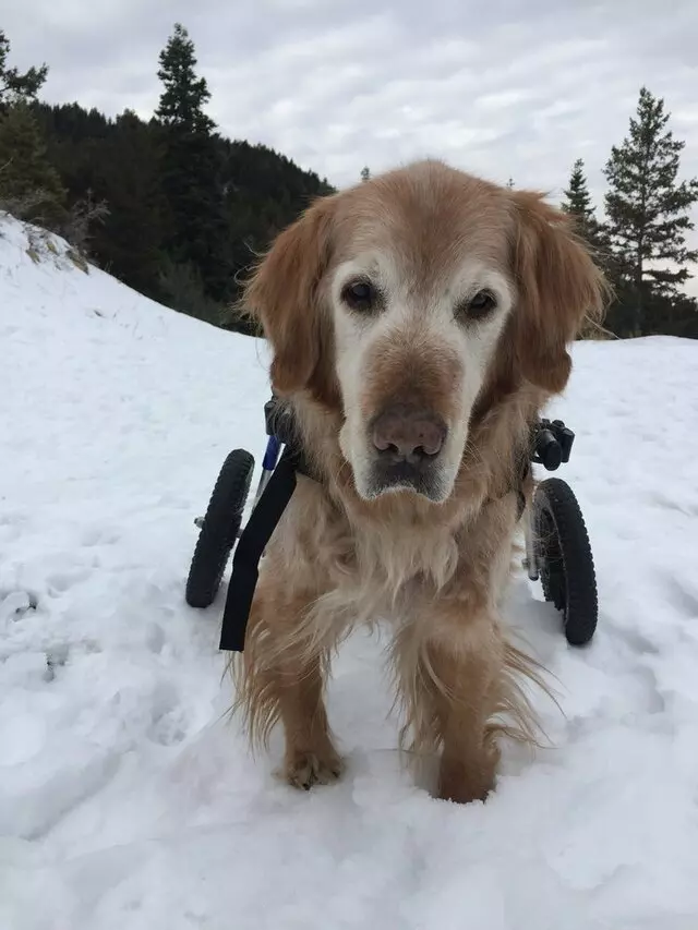 All Good Dogs